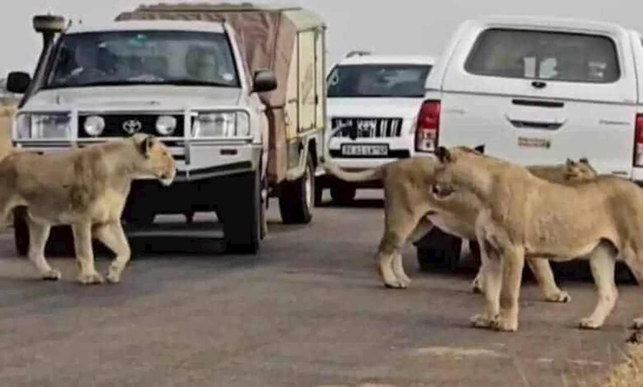 Driver who bumped lioness in Kruger National Park could face charges