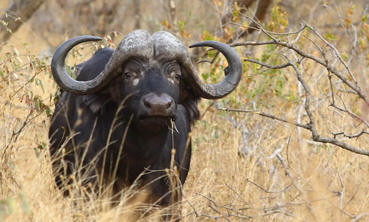 Field ranger wounded by buffalo in Kruger National Park