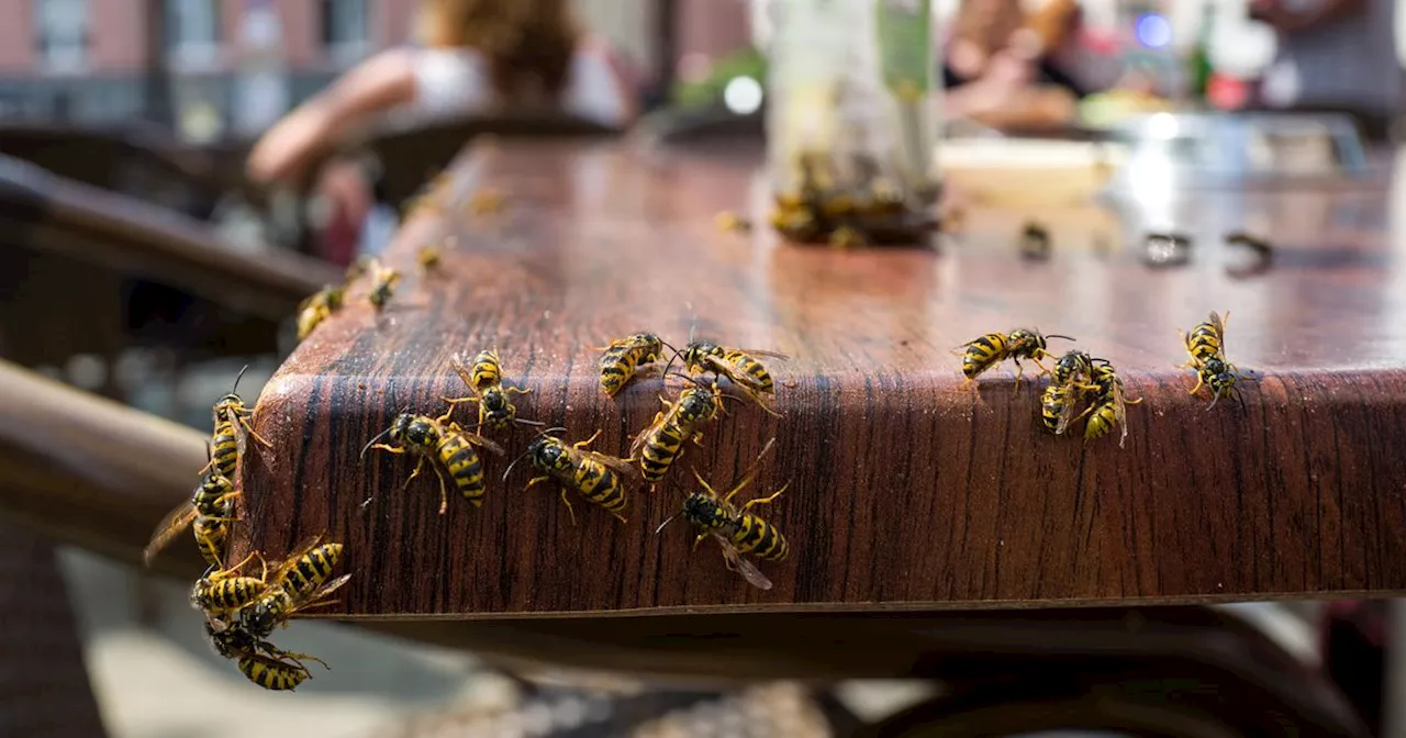 Zwei einfache Tricks verjagen Wespen von der Terrasse