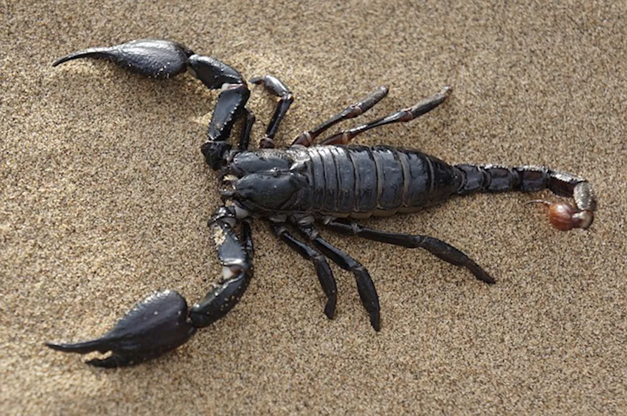 Astrologie : les effets de la rétrograde de Neptune sur le Scorpion