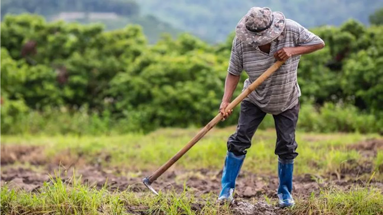 Gali Sawah, Petani Jawa Temukan Harta Karun 16 Kg Emas