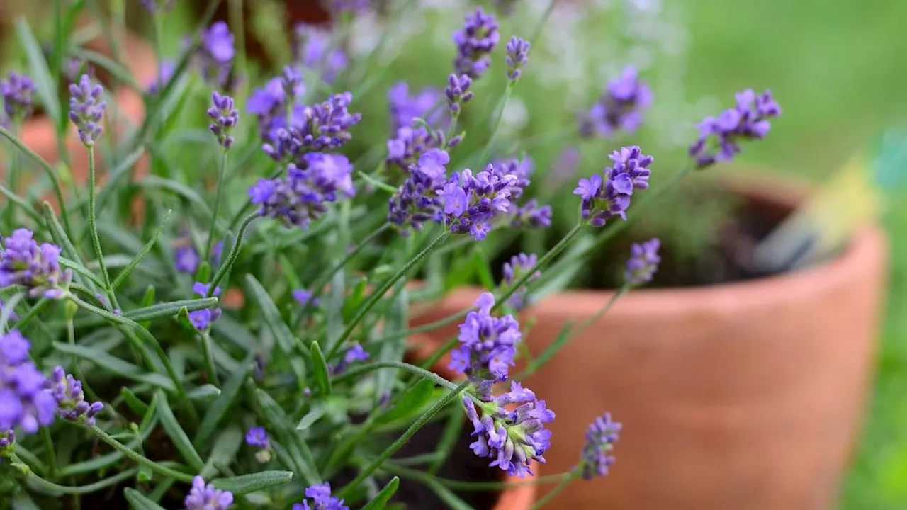 Piante anti zanzare e vespe: dalla lavanda alla menta, quali avere in casa o sul balcone