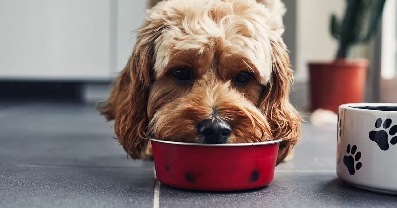 Warning issued to all dog owners as common water bowl mistake can make pets sick