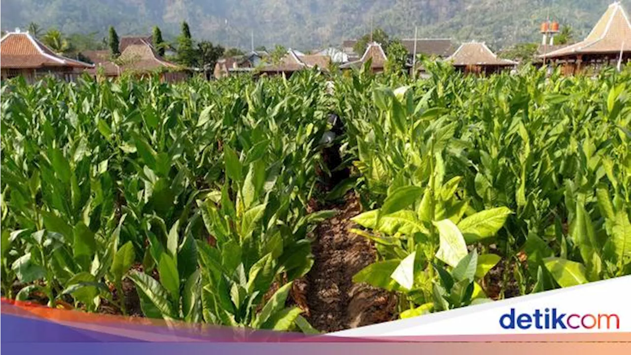 Cerita Petani Tembakau, Ekonomi Meningkat-Bisa Beli Tanah Berkat Kemitraan