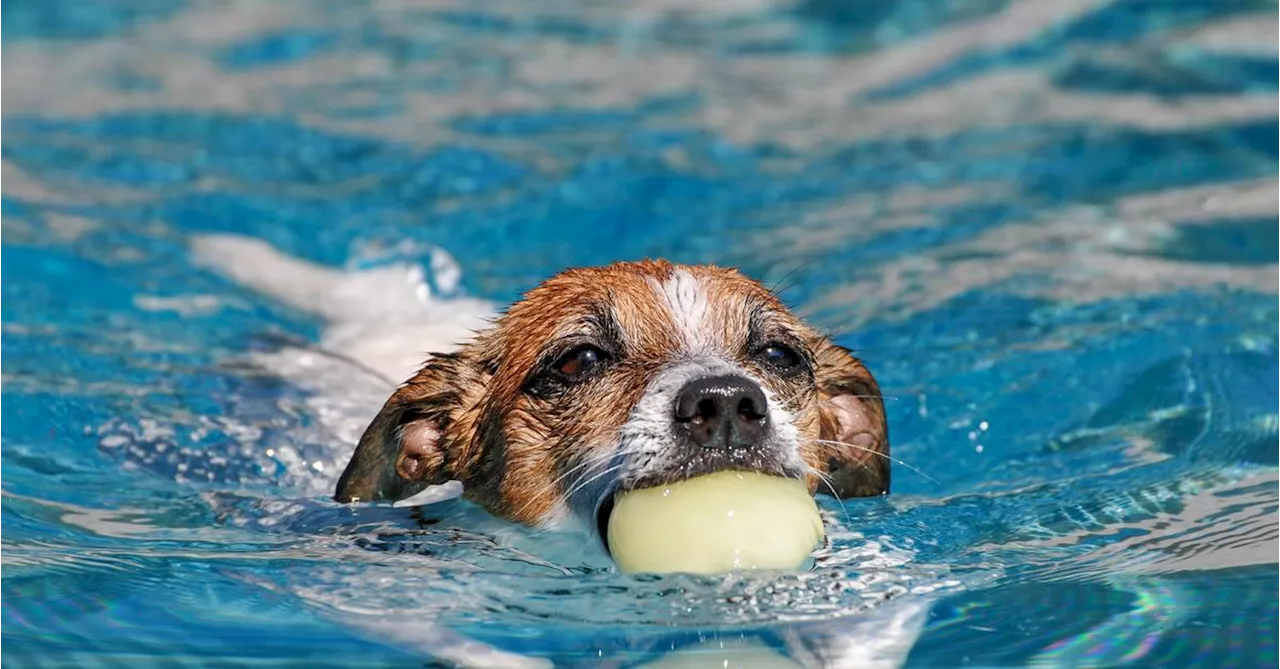 Hitze: Warum heißt es eigentlich Hundstage?