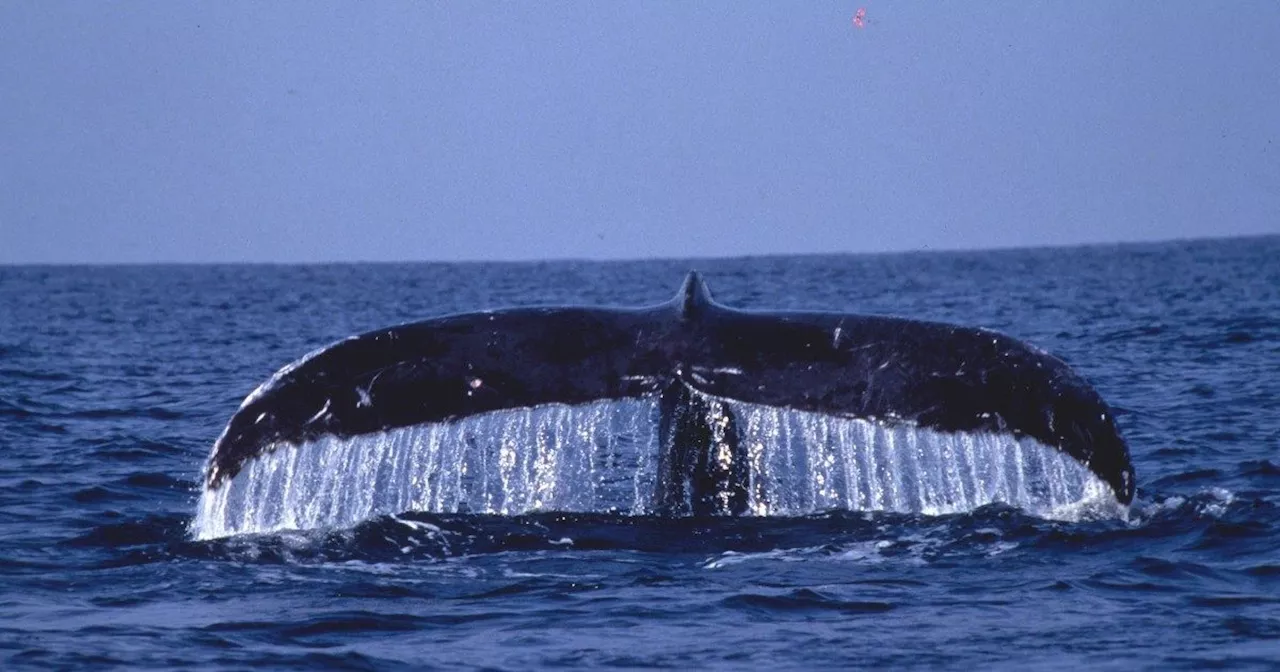 Paul Watson arrestato per la lotta contro la caccia alle balene: la petizione per non estradarlo