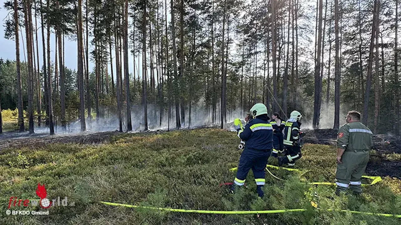 Nö: Schwieriger Waldbrand im unwegsamen Gelände in Gmünd-Breitensee