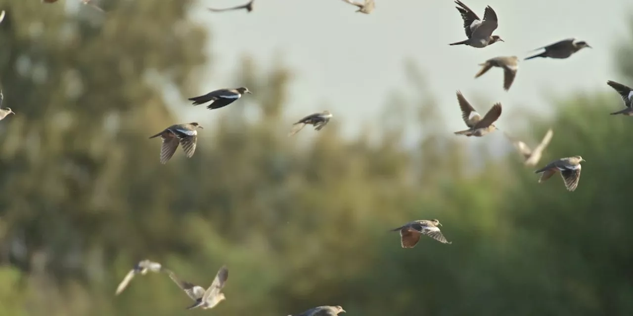 Mobile City Council approves certain forms of bird hunting