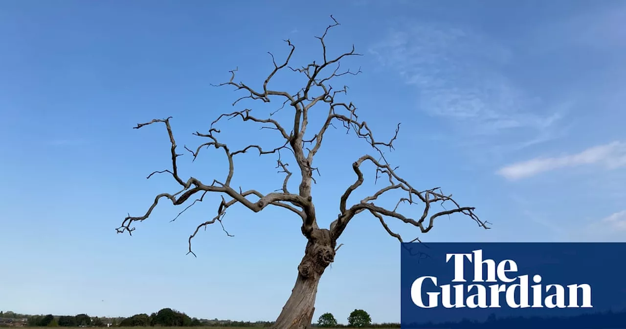 Bare branches and the pigeon Olympics – readers’ best photos