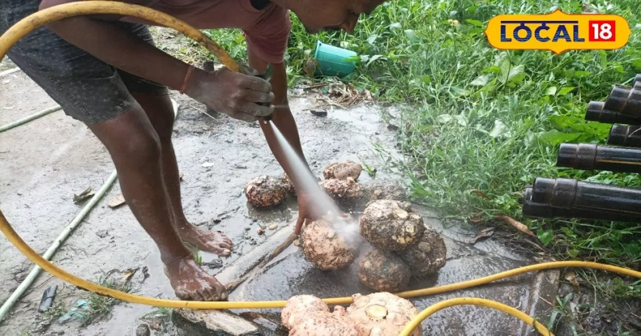 कमाना है तगड़ा मुनाफा तो करें इस सब्जी की खेती, 2 एकड़ में होगी 4 लाख की कमाई