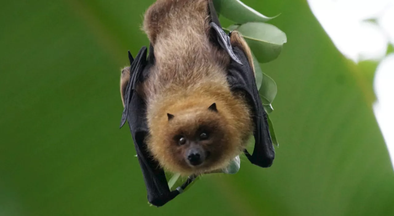 Pipistrello morde una ragazza, cercava di salvarlo dal gatto. L'azienda ospedaliera: «Caso raro»
