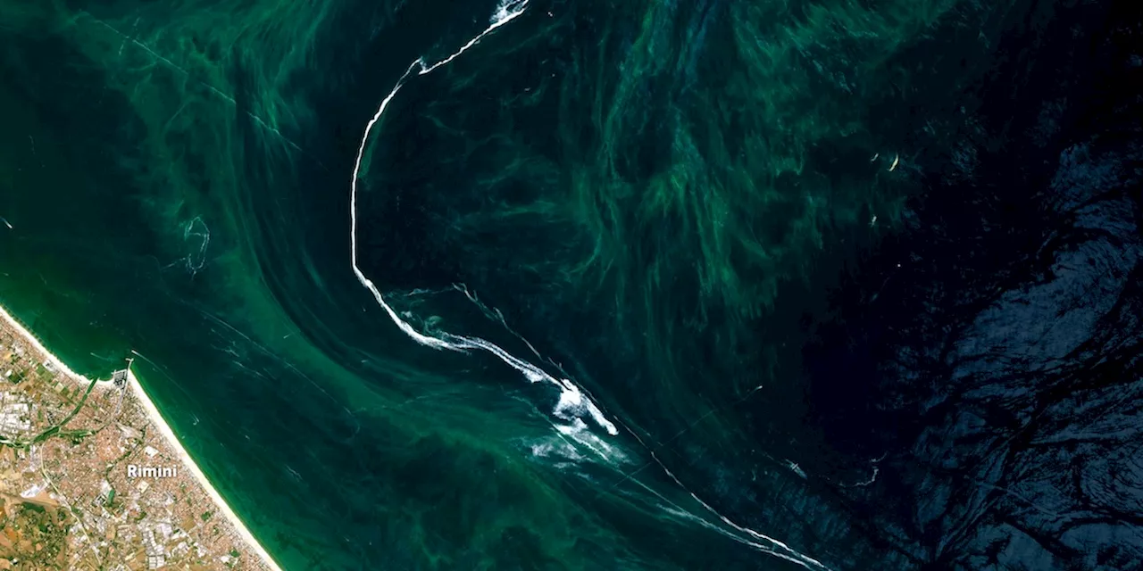 Perché nel mare Adriatico c’è la mucillagine