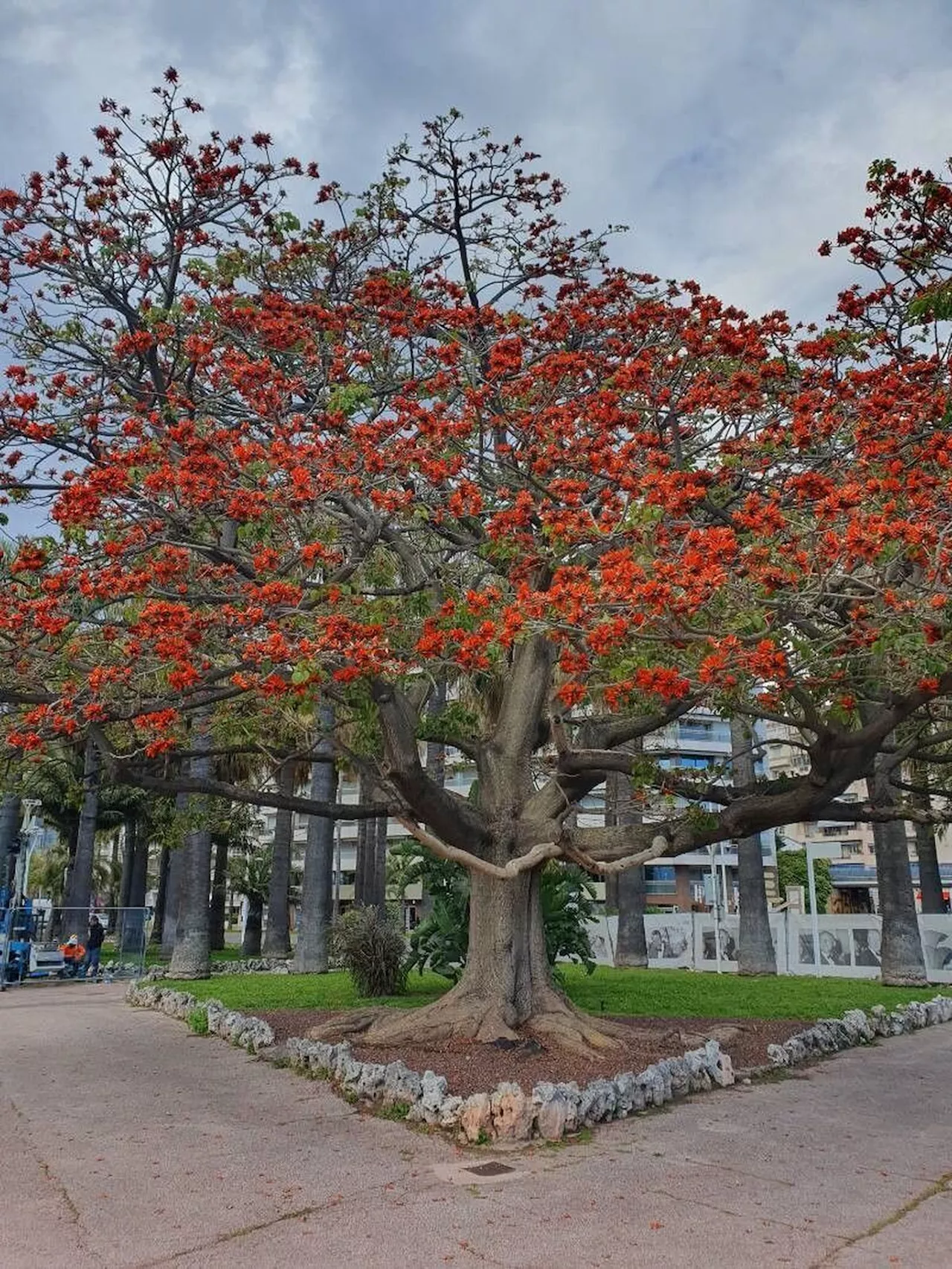 Botânicos mudam nome de planta considerada um insulto racial; entenda