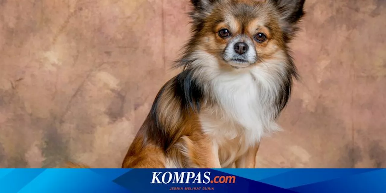 10 Ras Anjing Bermata Hijau yang Cantik dan Memukau