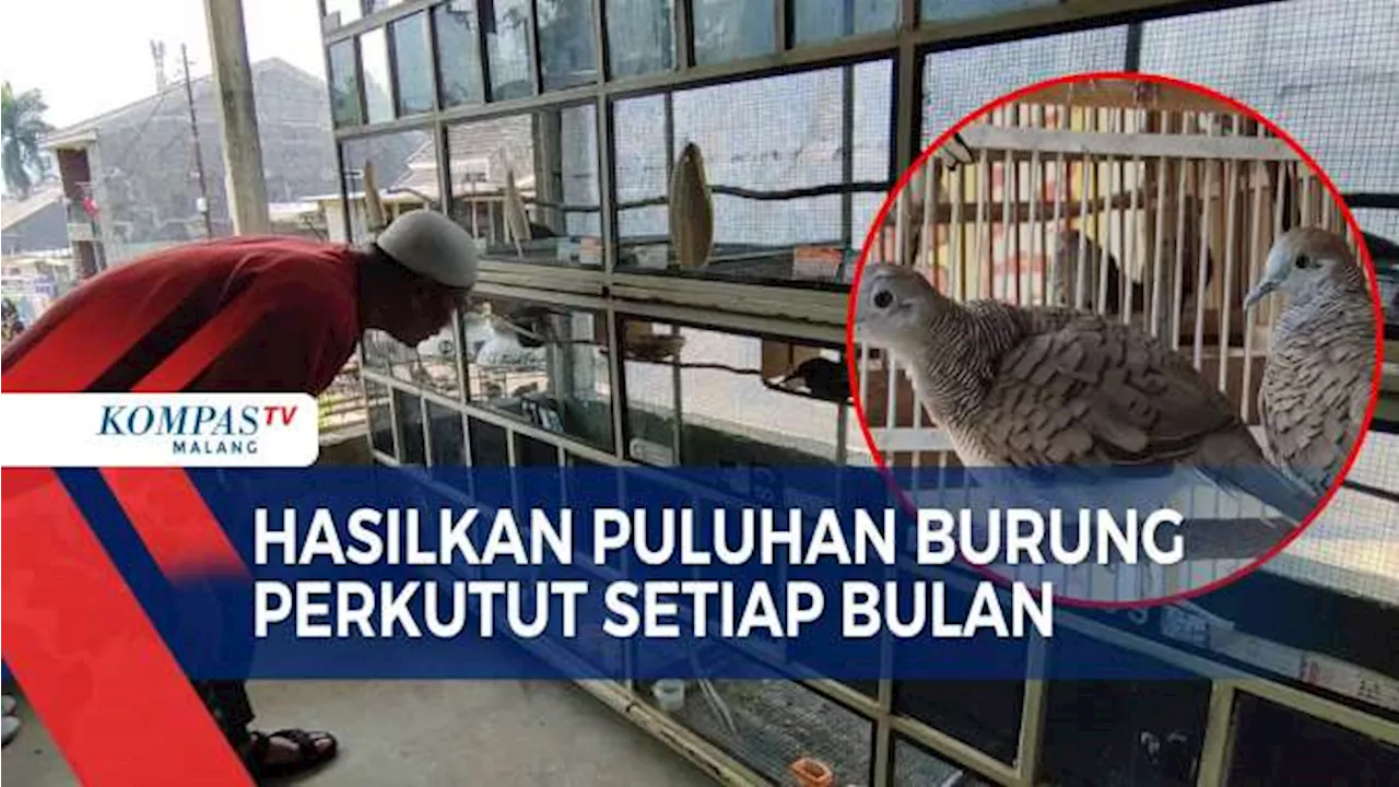 Berawal dari Hobi Kini Raup Cuan Jutaan Rupiah dari Ternak Burung Perkutut