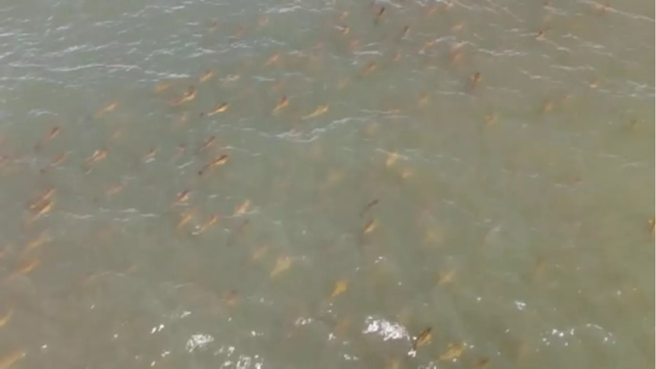 🐟A fisher’s dream: Schools of bull redfish sweep through Brazos River🐟