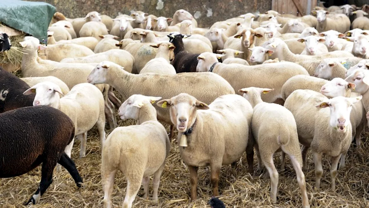 La fièvre catarrhale ovine arrive dans les Hautes-Pyrénées, les éleveurs invités à vacciner