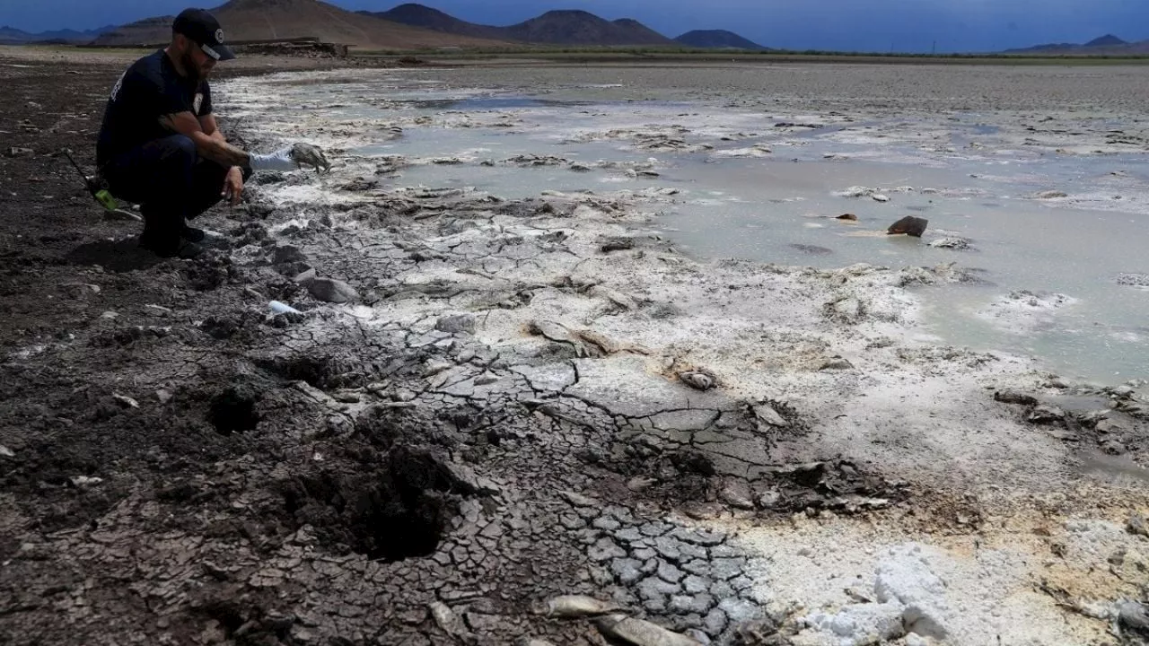 Chihuahua vive el peor desastre ecológico por extrema sequía