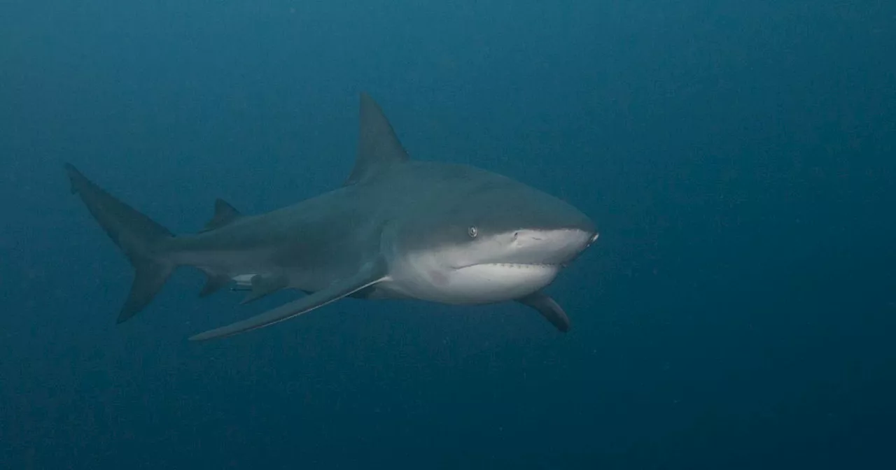 Face aux animaux extraordinaires : au Mozambique, sur le territoire du requin bouledogue