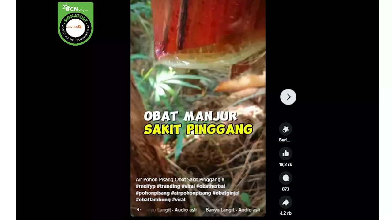 Cek Fakta: Tidak Benar Air dari Batang Pohon Pisang Obat Manjur Sakit Pinggang