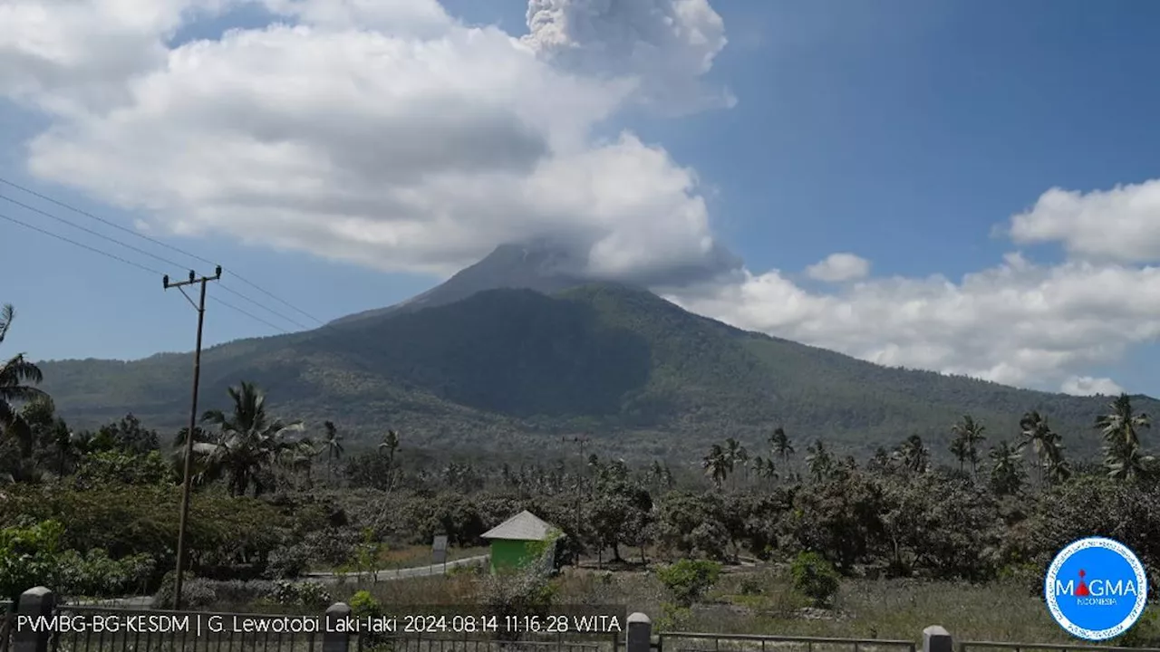 Gunung Lewotobi Laki-Laki Terus Erupsi Setiap Hari, Waspada Sebaran Debu Vulkanik