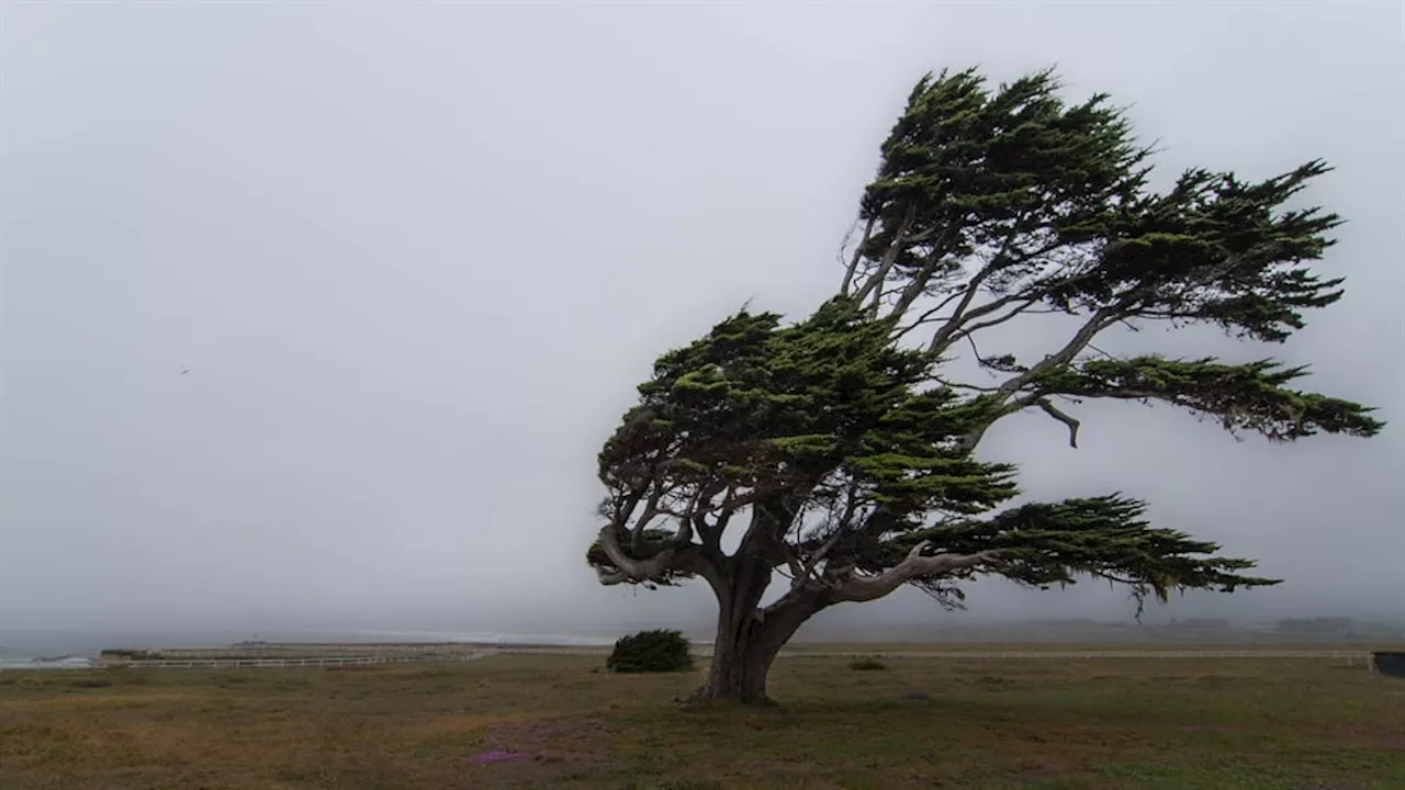 Eastern Cape residents warned to stay off the roads amid strong winds, high waves