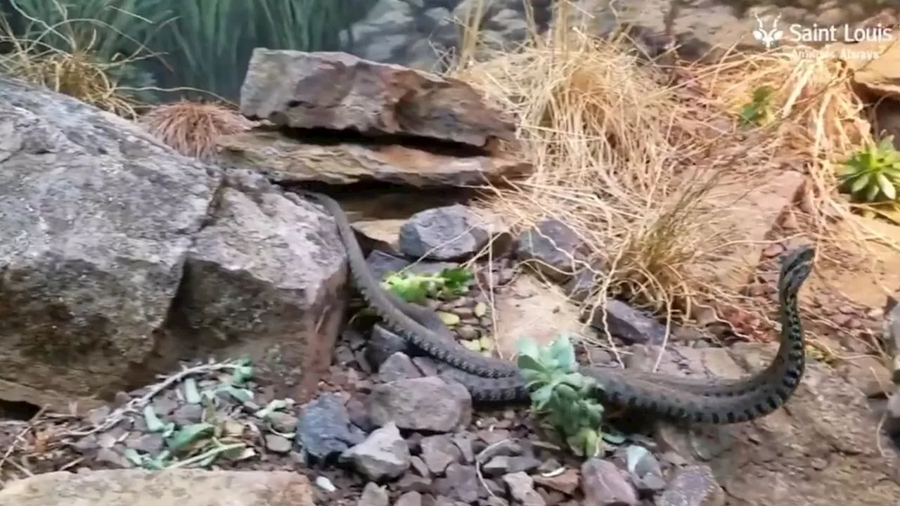 Viral Snake Fight : जब दो सांपों के बीच हुआ युद्ध, देख लोगों ने कहा- 'ये पहली बार देखा'