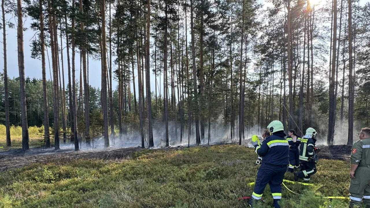 Waldbrand in Breitensee: Schweißtreibende Löscharbeiten