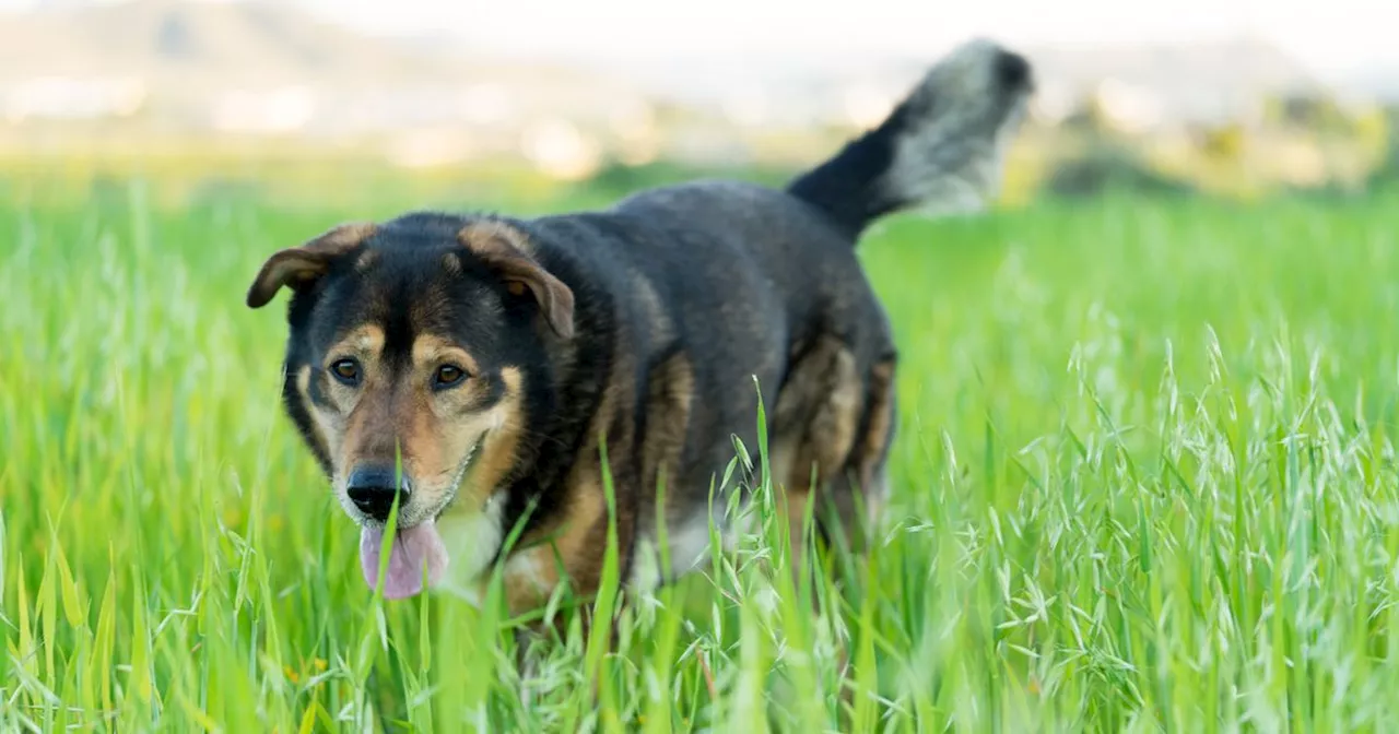 Expert shares urgent warning to dog owners over grass seeds