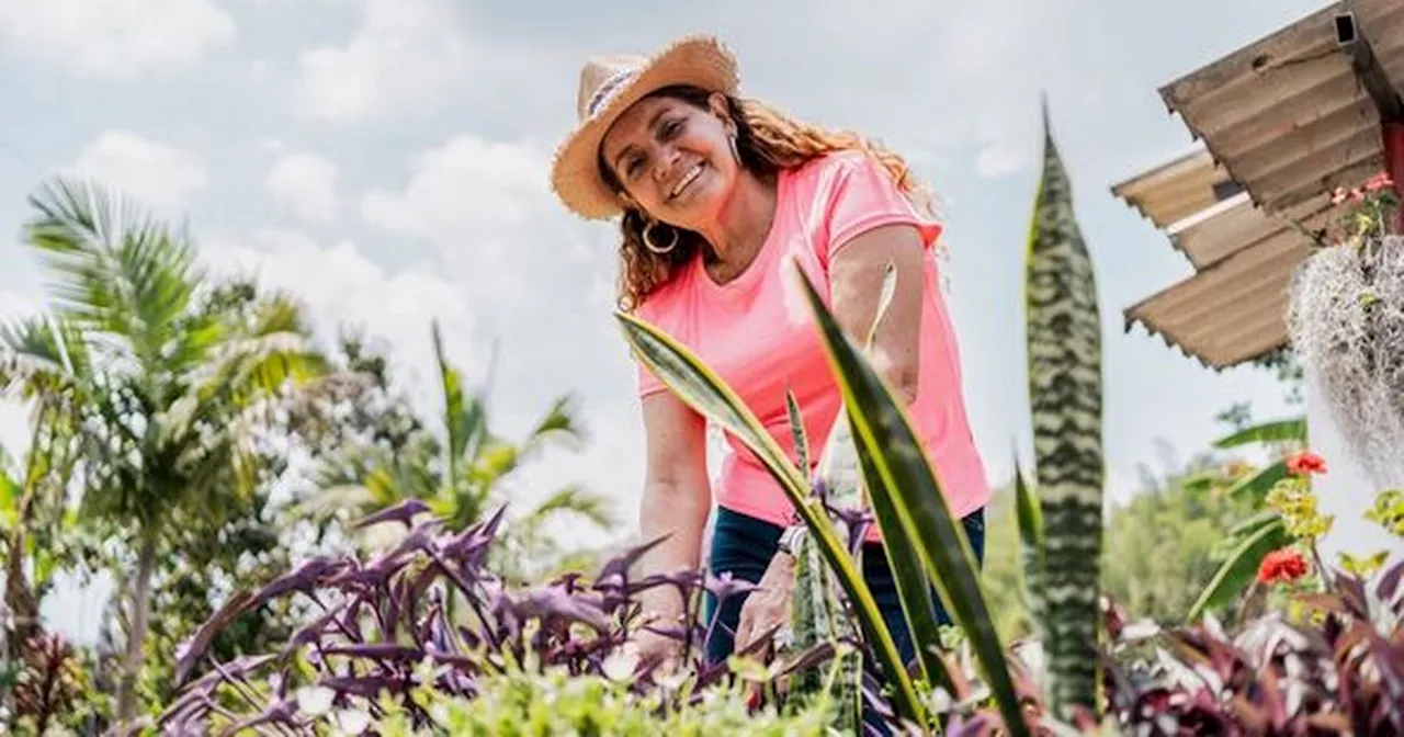 Kill weeds with cheap supermarket item that also fertilises plants