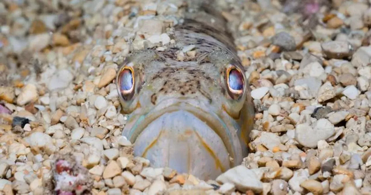 Warning to beachgoers over increase in venomous fish stings