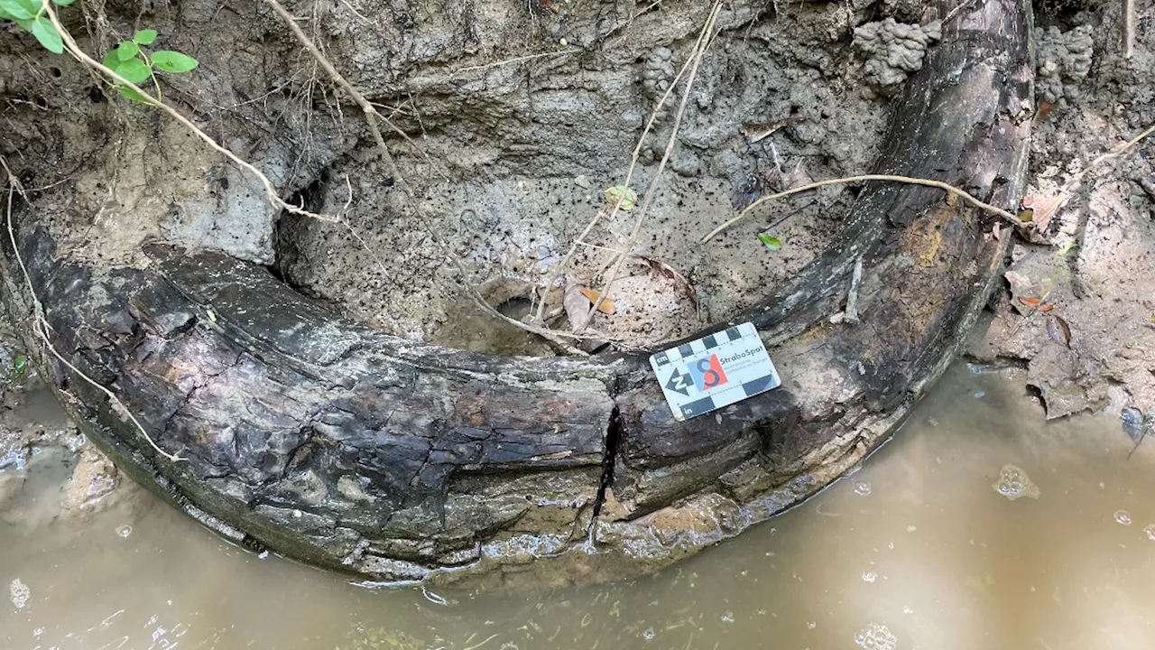 Man finds gigantic mammoth tusk in a Mississippi creek