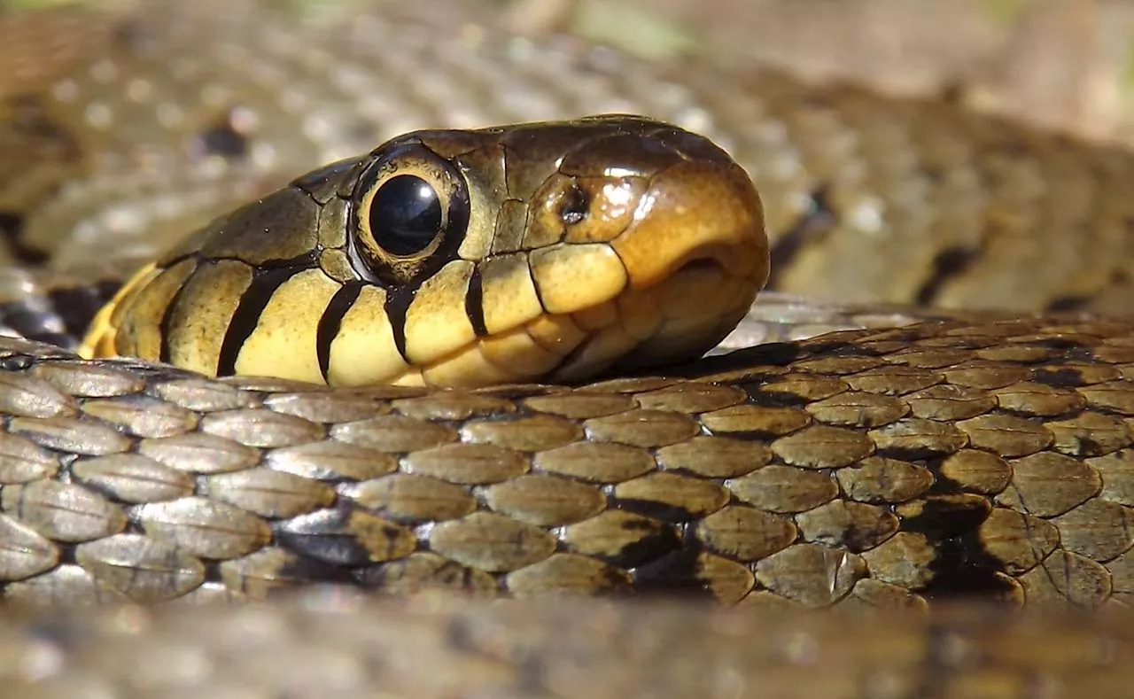 Pyrénées-Atlantiques : un homme hospitalisé dans un 'état grave' après une morsure de serpent