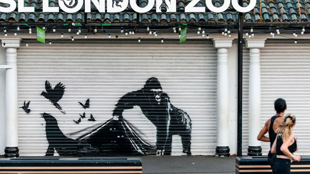 Banksy mystery as animal graffiti series concludes at London Zoo