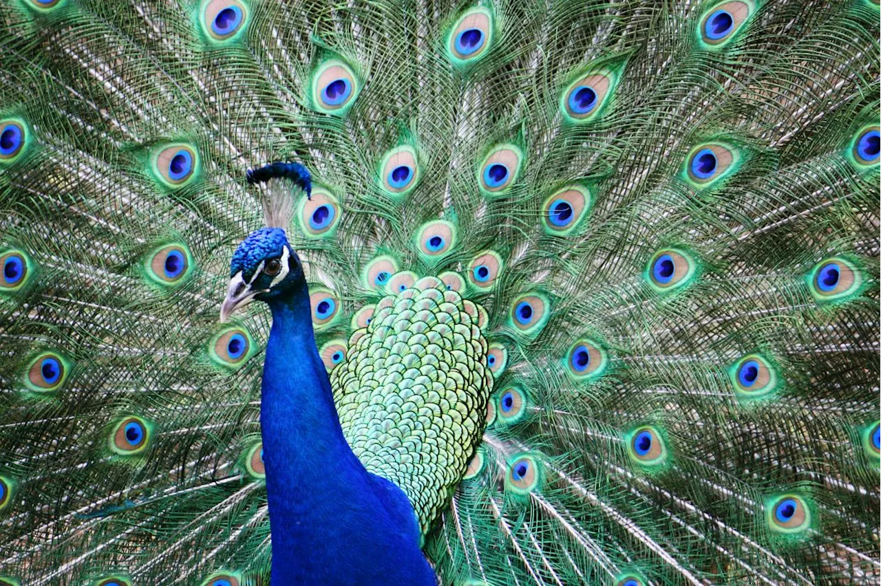 Indian YouTuber arrested after peacock curry video