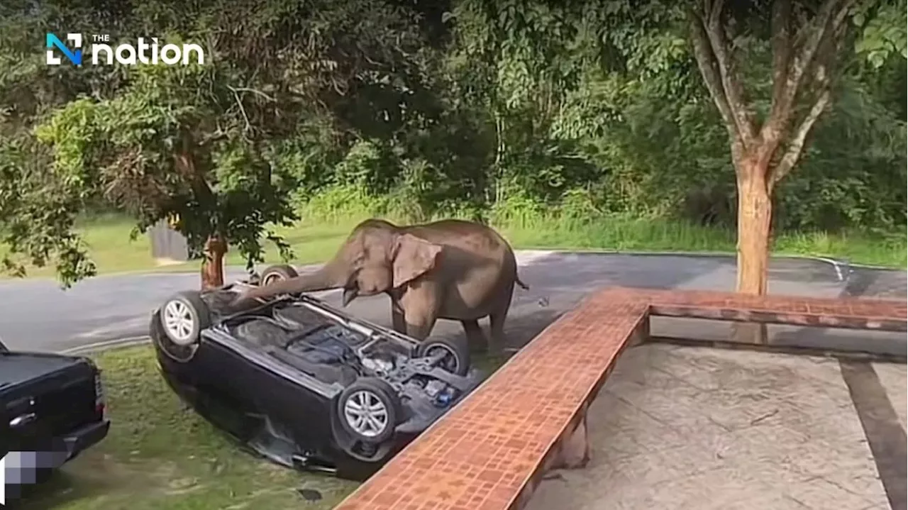 Playful mother elephant flips parked SUV in Thailand's Khao Yai park for fun