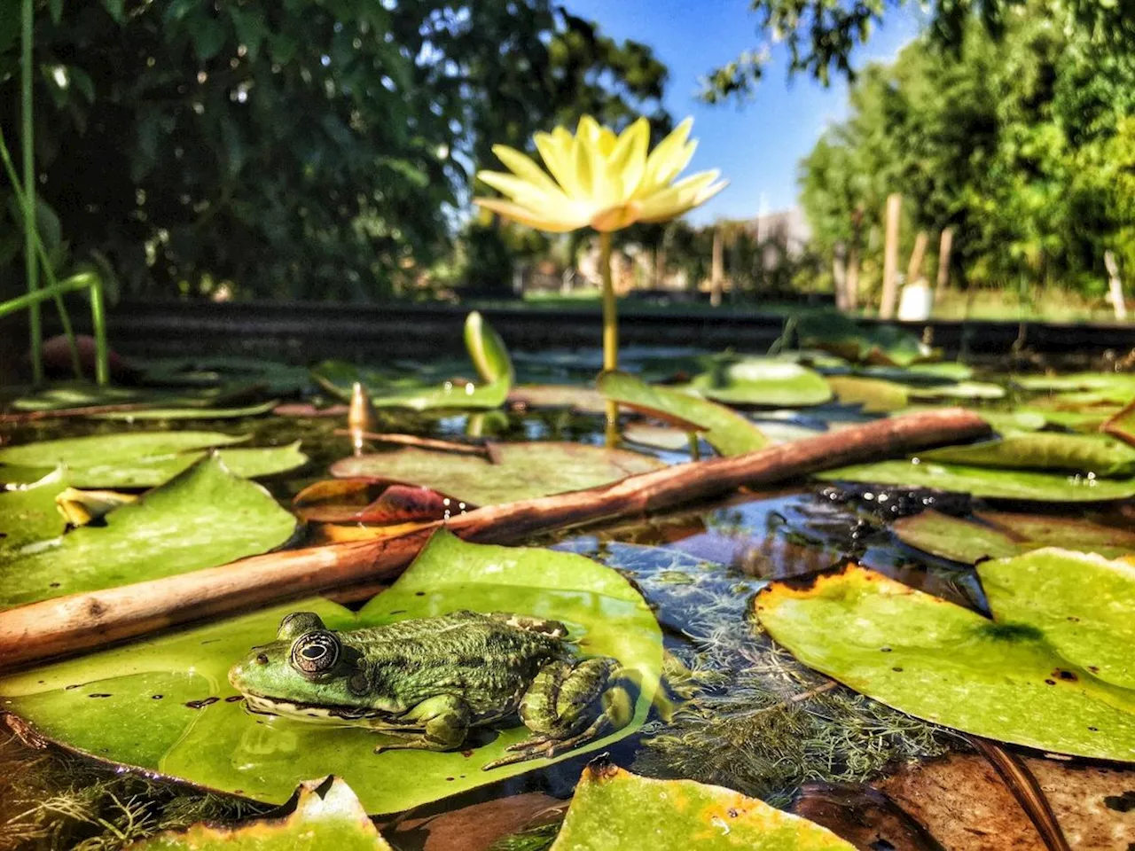 L’histoire des parcs et jardins de Bordeaux en images : à la découverte du jardin botanique