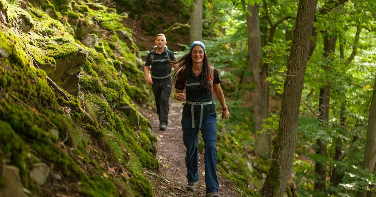 Wälder wie grüne Hallen: Auf dem Urwaldsteig in Hessen