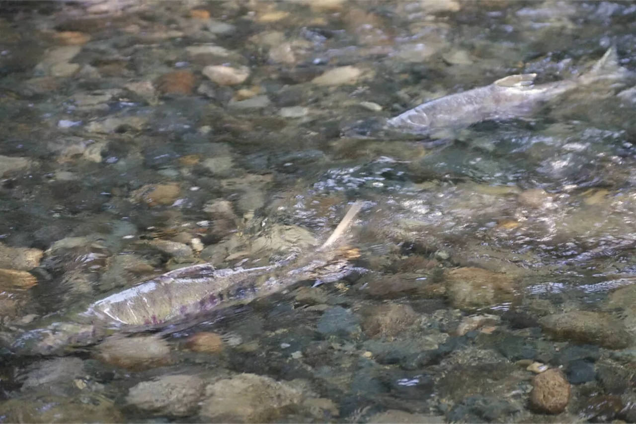 B.C. researchers looking to filter fatal salmon toxins from urban streams