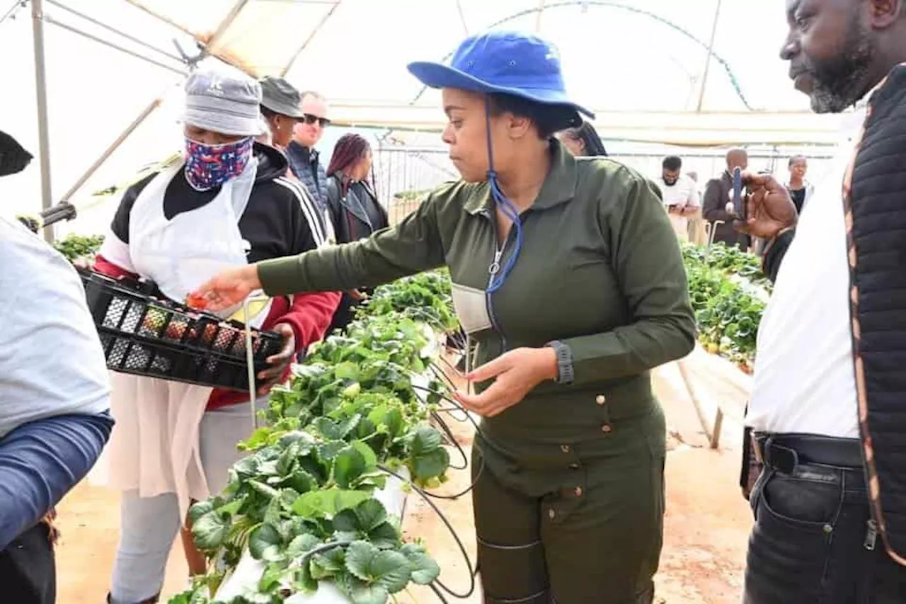 Limpopo premier’s avocado beauty regime