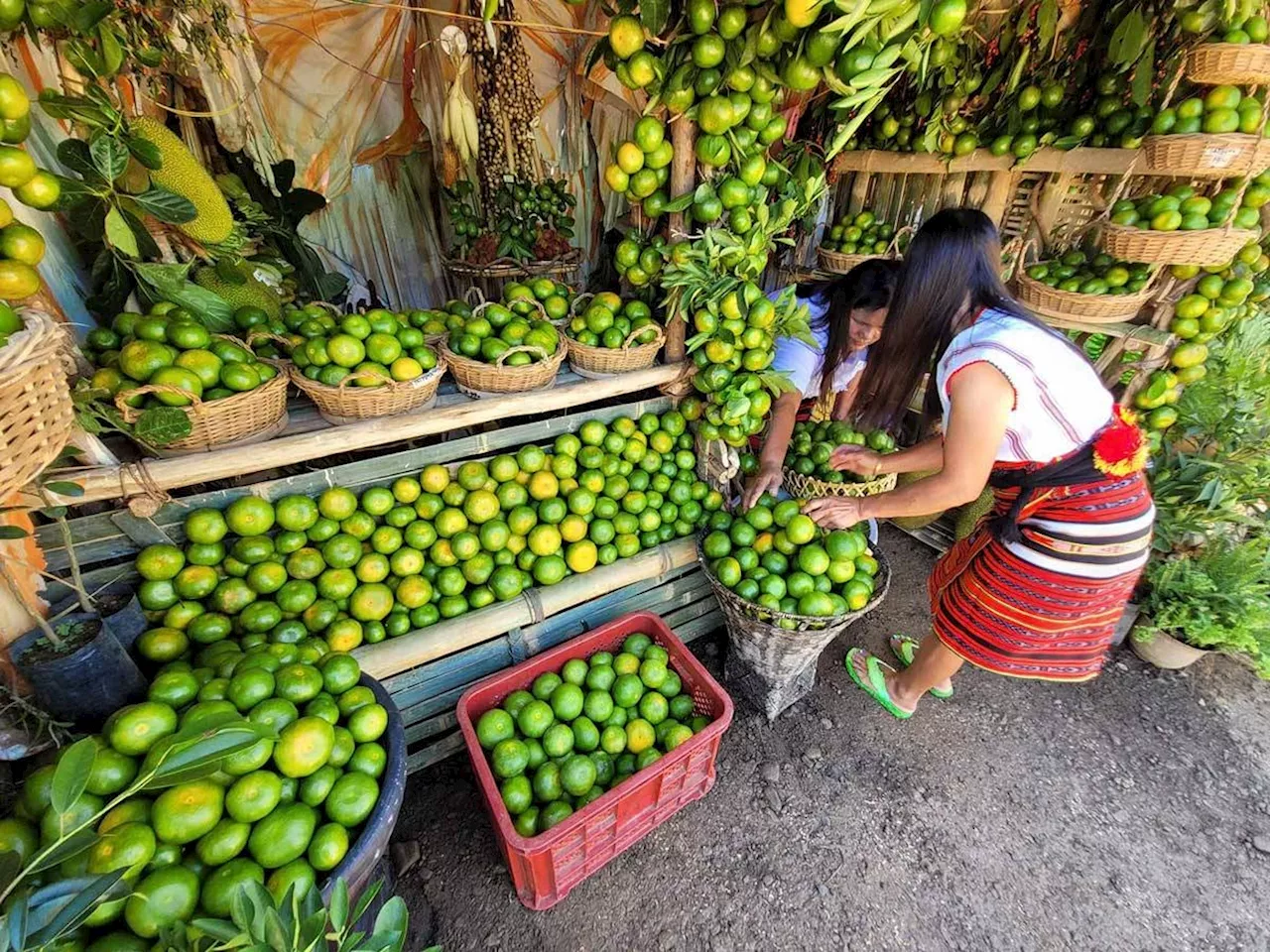 Kasibu boosts claim as 'citrus capital'