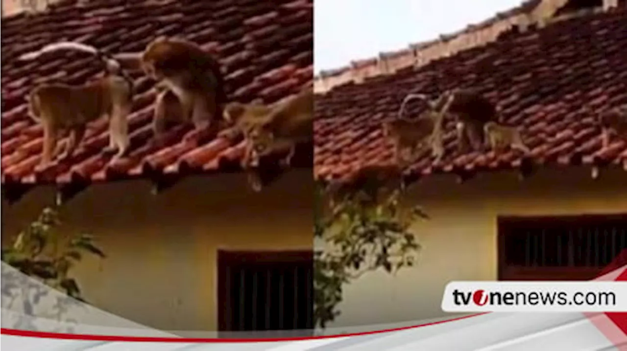 Kawanan Monyet Liar Teror Warga di Bandar Lampung, Atap Rumah dan Plafon Rusak Parah