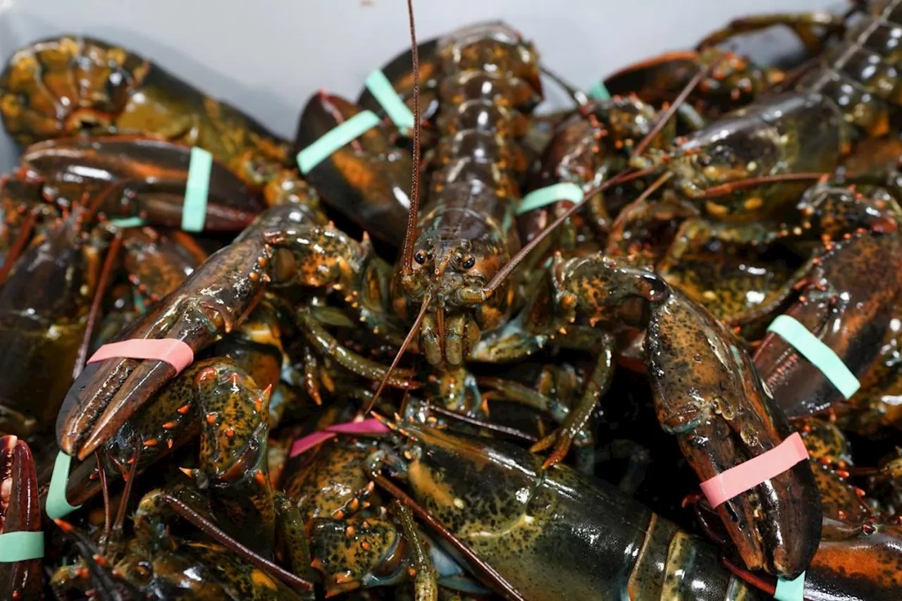 Game of inches: Lobster fishermen say tiny change in legal sizes could disrupt imperiled industry