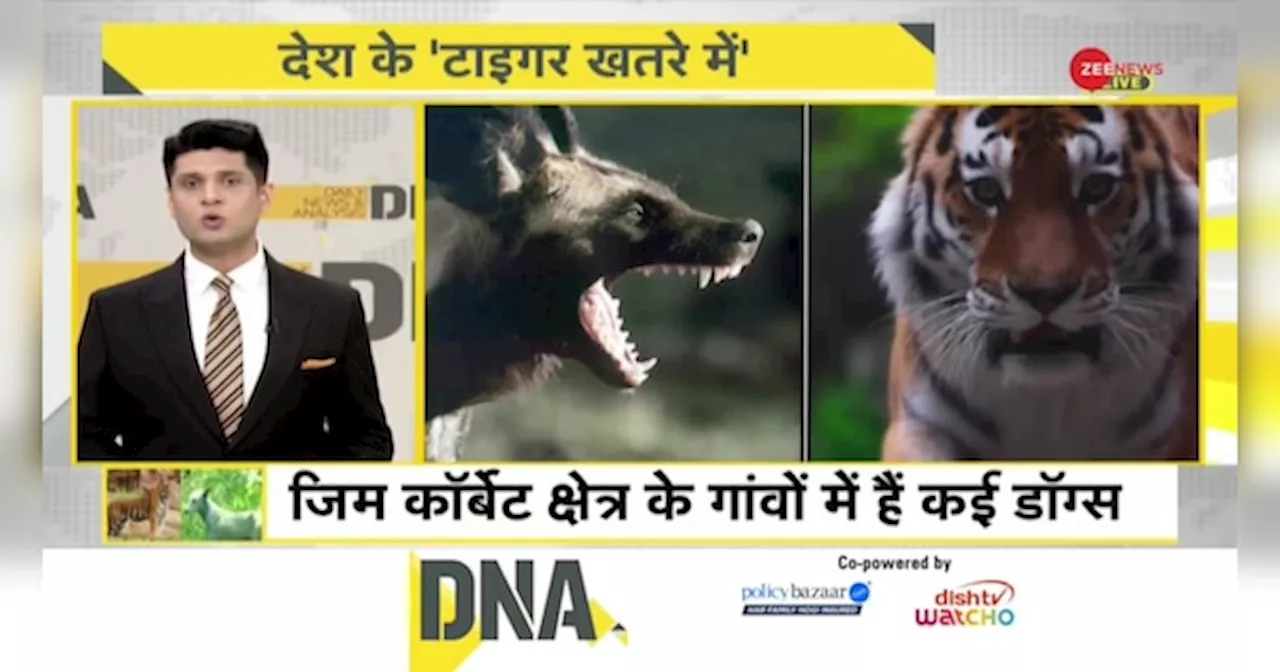 DNA: वायरस! खतरे में भारत के टाइगर?