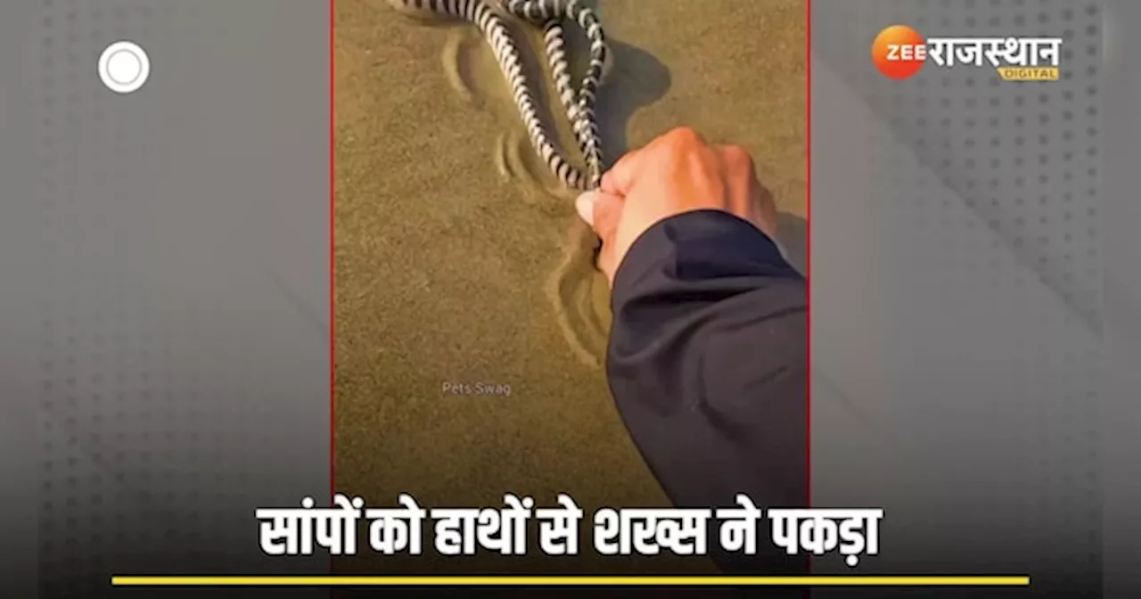 Snake Video: बना डरे हाथों से पकड़ा जहरीले समुद्री सांप, पल भर में ले सकते हैं जान