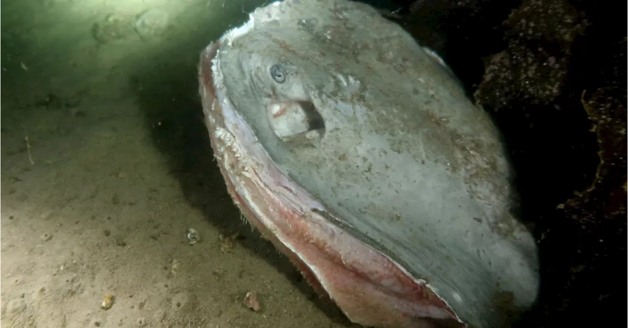 Locals' horror after 'playful' stingray found hacked to death in Sydney's Chowder Bay