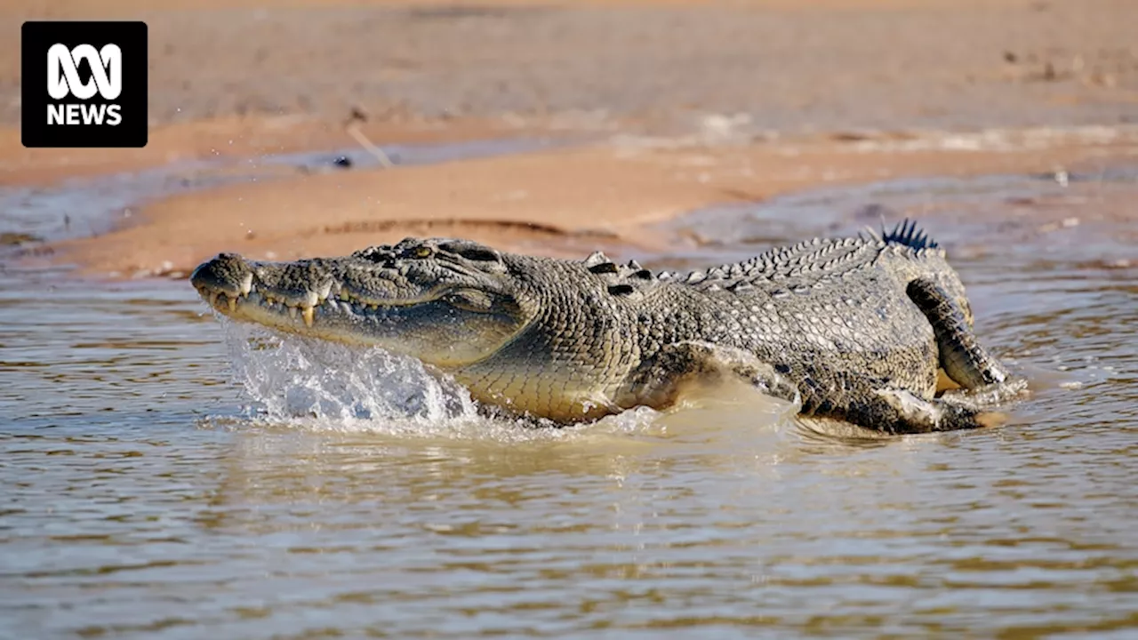 Crocodile numbers on the rise along the Pilbara coast