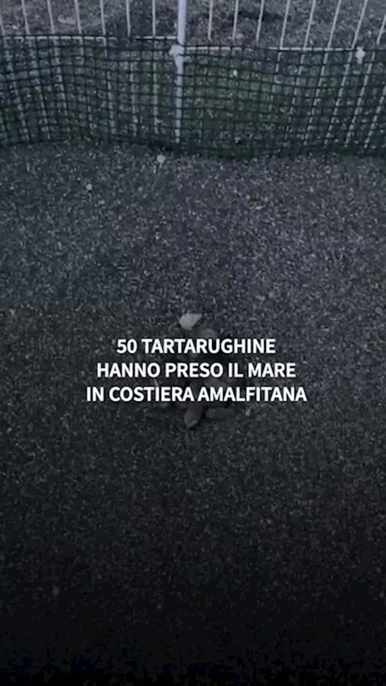 50 tartarughine hanno preso il mare in Costiera amalfitana