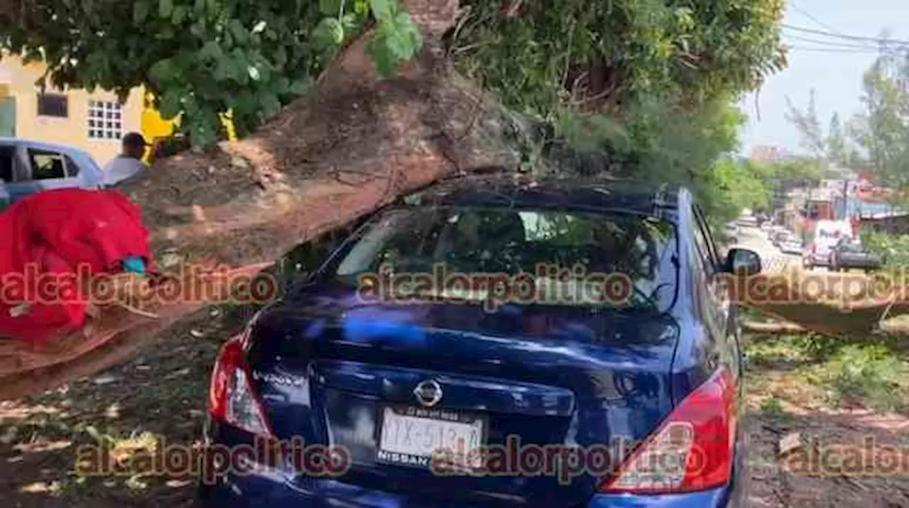 Camión causa destrozos en Coatza; tiró cables y árbol que cayó sobre auto