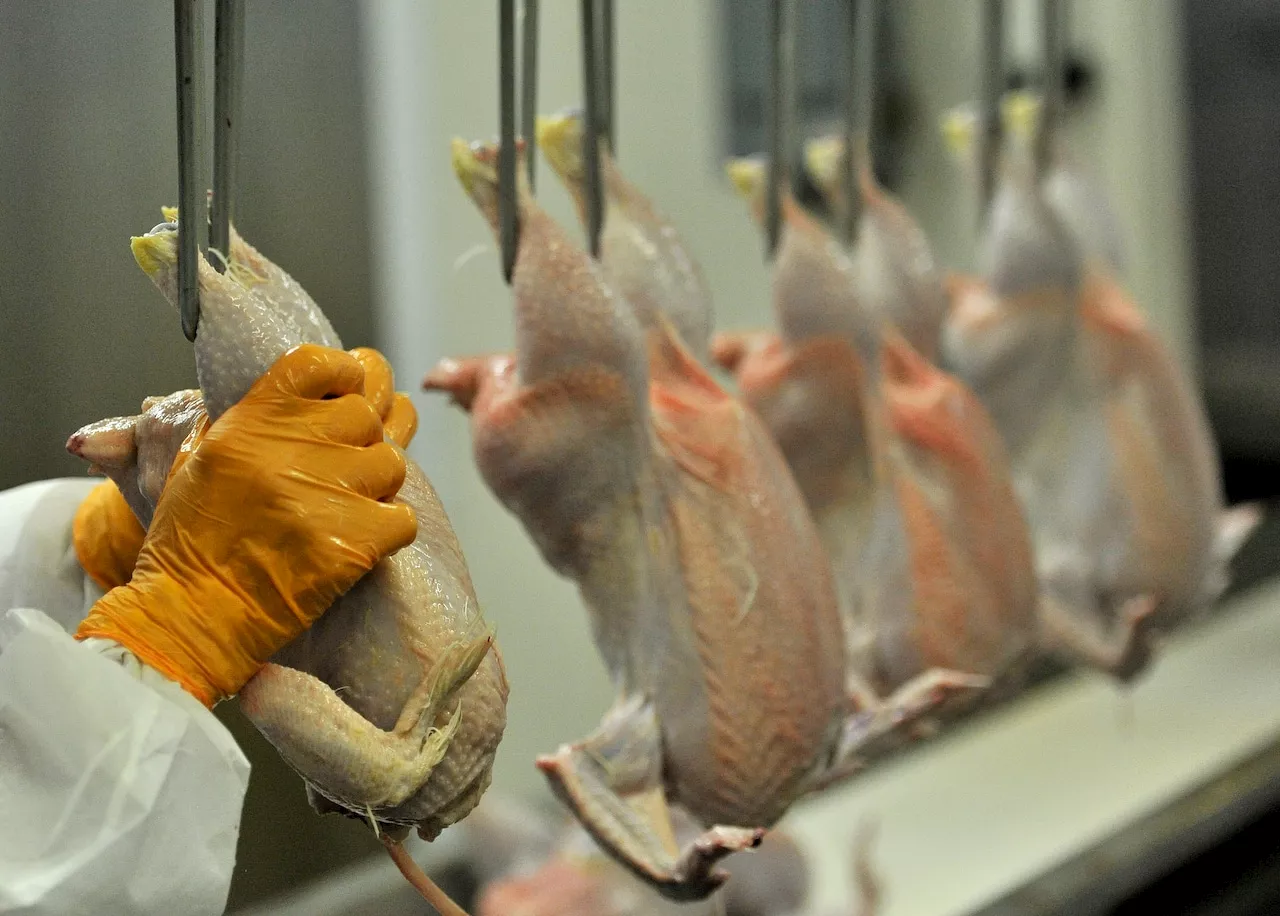 Haitian immigrants working at an Alabama poultry plant stokes fear, anger: Here’s the reality